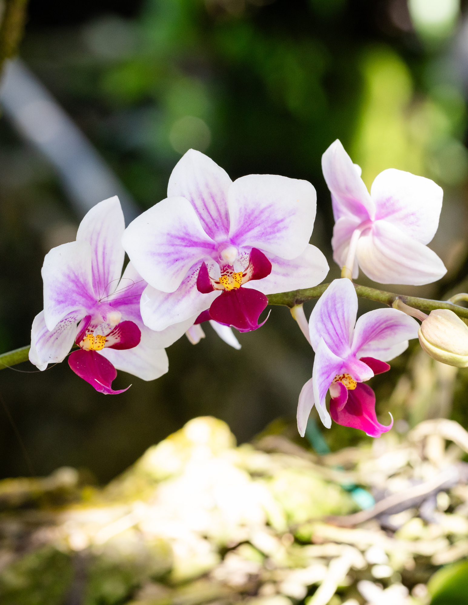 Close-up of delicate white orchids with pink centers and yellow accents, set against a softly blurred green garden background.