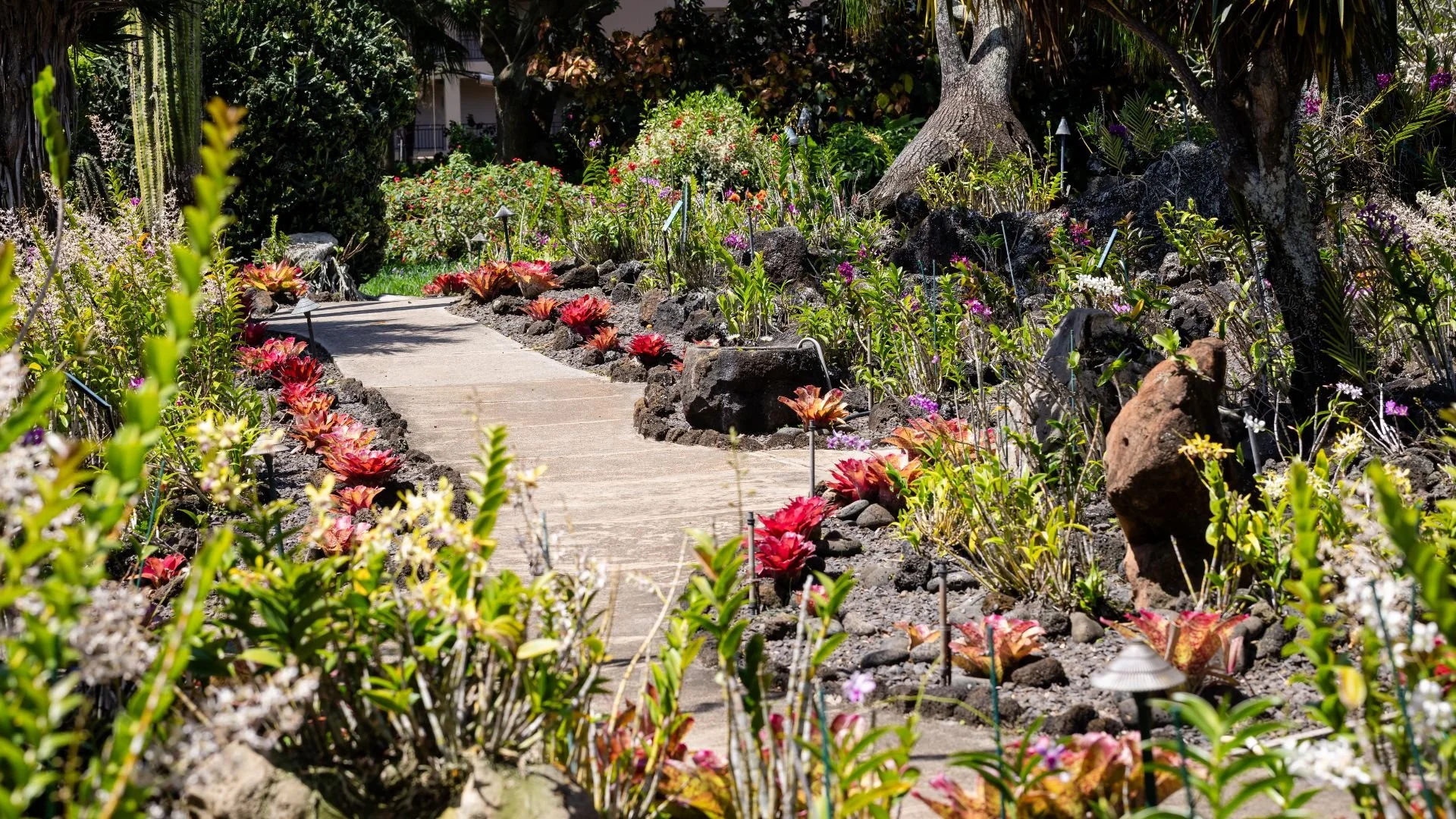 Garden pathway lined with colorful tropical plants and flowers, winding through landscaped greenery with rocks and trees under bright sunlight.