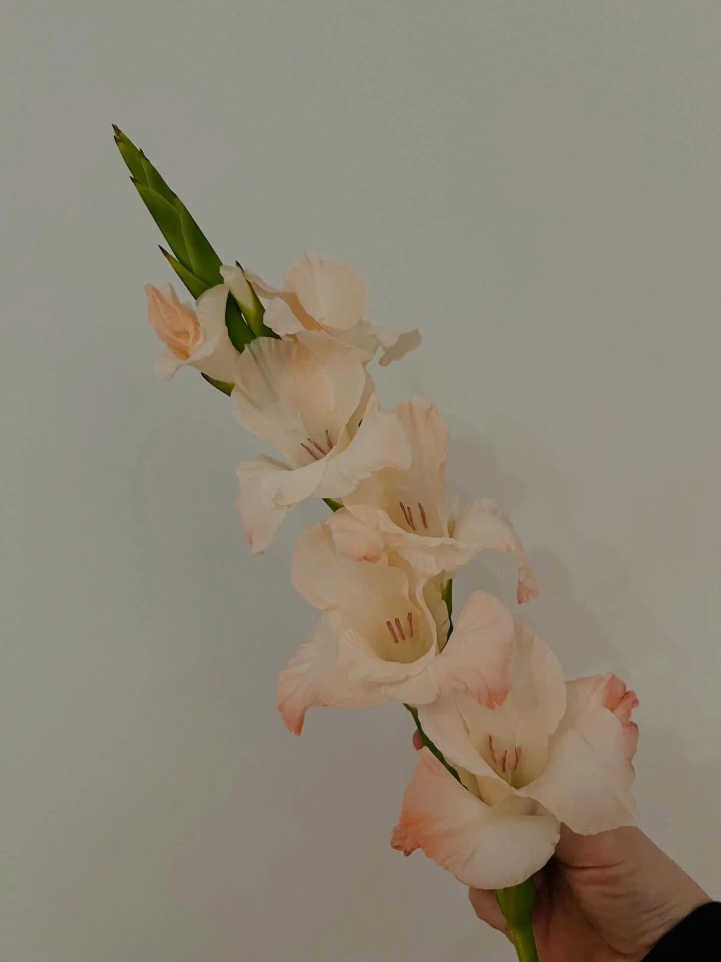She&rsquo;s so pretty. 💕
One of my favourite flowers. 
.
.
.
.
.
#gladiolus #florals #flowers #pink #pretty