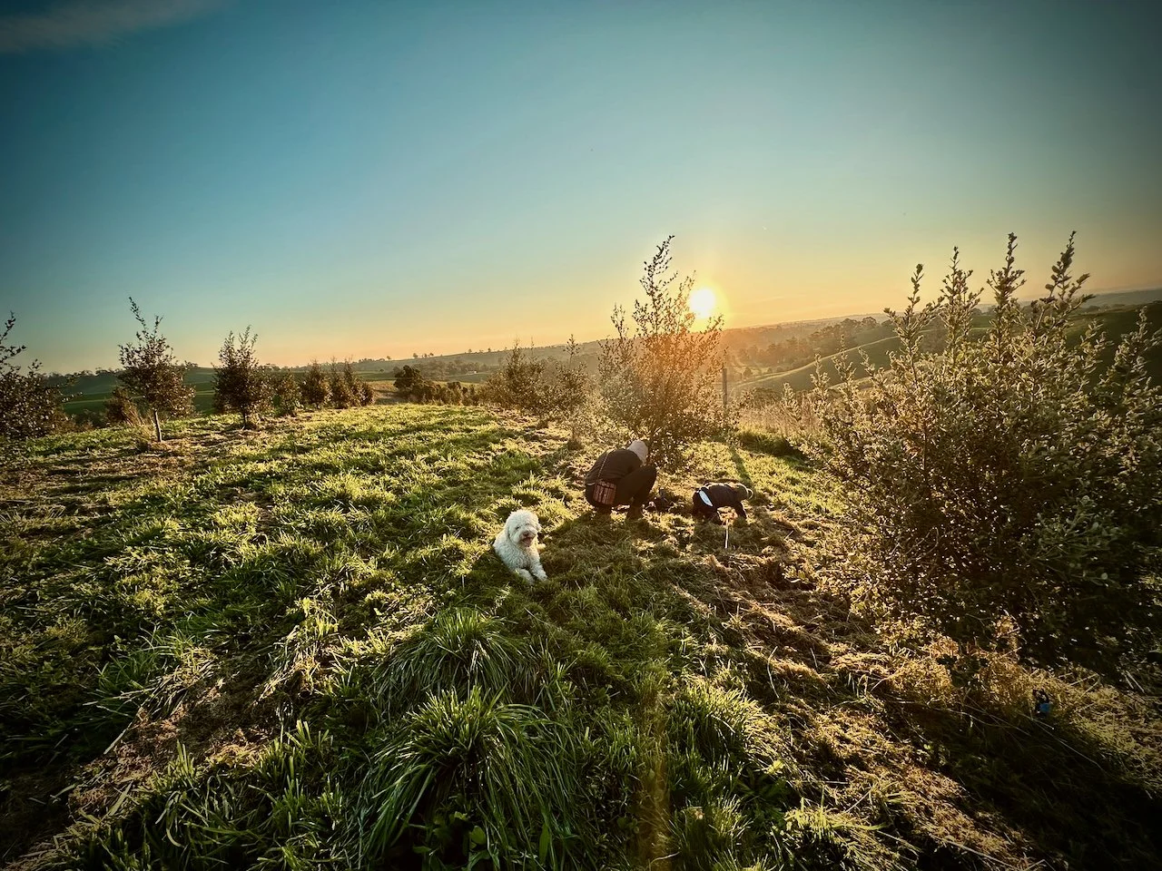 Two people and a dog working in a Truffiere during sunset, French Oaks in rows with green grass and Truffles beneath the surface.