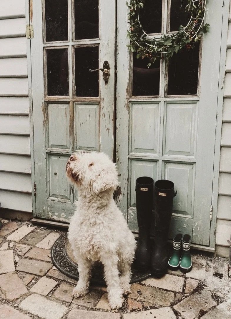 A Lagotto Ramagnolo dog sitting in front of a weathered wooden door with a wreath hanging on it, surrounded by a pair of black Hunter boots and green and black shoes on the ground.