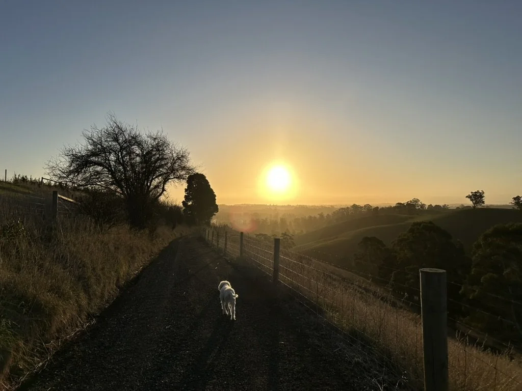 A rural dirt road at sunset with a Lagotto Ramagnolo dog walking away from the camera, fenced on both sides, surrounded by rolling hills and scattered trees.