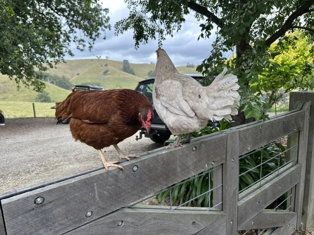 Two chickens, a brown hen and a white hen, perched on a wooden fence in a rural outdoor setting.