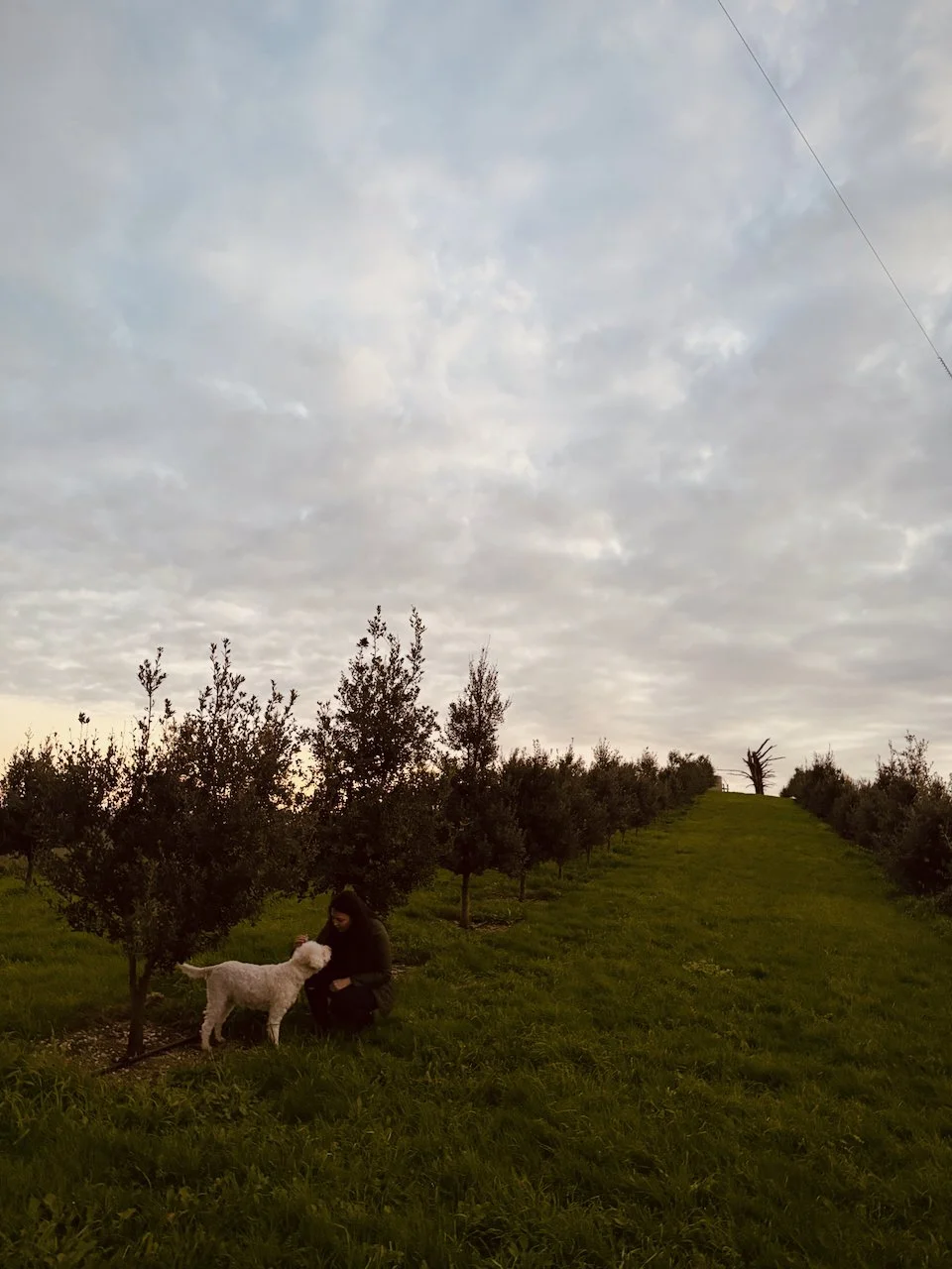 Truffle_Hunt_Gippsland.jpeg