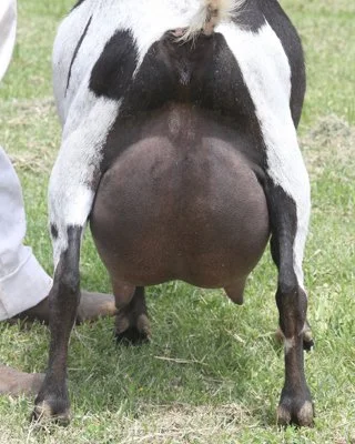GCH/MCH Buffalo Clover Cabernet 2*M VEVE90 - photo courtesy of Southern Grace