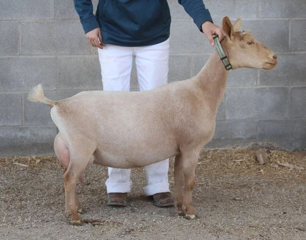 Multiple ELITE Southern Grace Snow Belle 2*M VEEE 90 - photo courtesy of Southern Grace