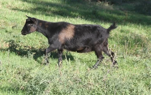 Sarsparilla2.JPG