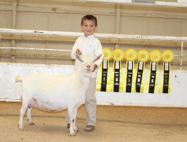 GCH Gypsy Moon ES Snow Bunny 1*M - photo courtesy of Southern Grace