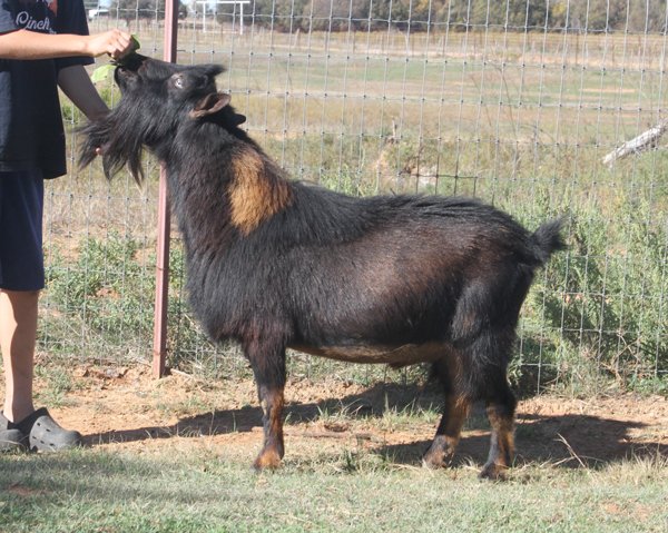 Southern Grace J Caliente *B - photo courtesy of Southern Grace