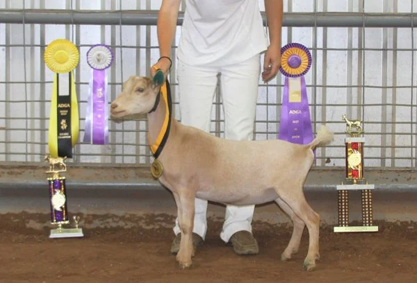 Multiple ELITE Southern Grace Snow Belle 2*M VEEE 90 - photo courtesy of Southern Grace