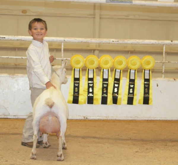 GCH Gypsy Moon ES Snow Bunny 1*M - photo courtesy of Southern Grace