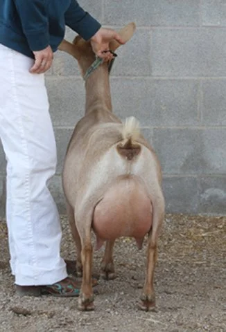 Multiple ELITE Southern Grace Snow Belle 2*M VEEE 90 - photo courtesy of Southern Grace