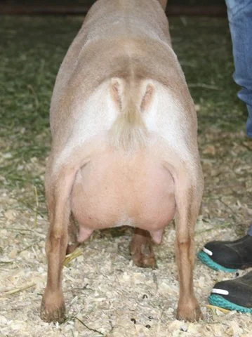 Multiple ELITE Southern Grace Snow Belle 2*M VEEE 90 - photo courtesy of Southern Grace