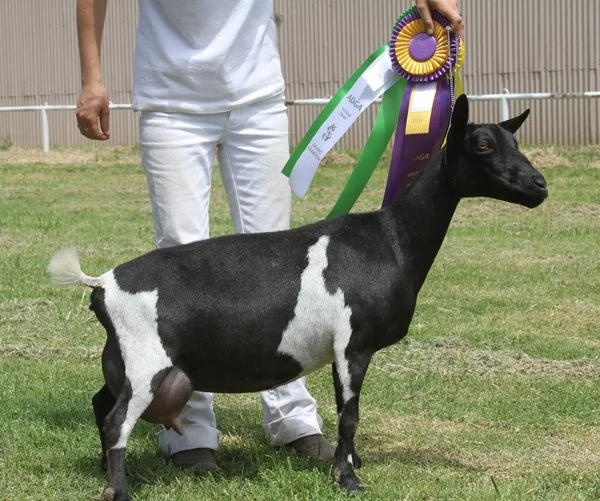 GCH/MCH Buffalo Clover Cabernet 2*M VEVE90 - photo courtesy of Southern Grace