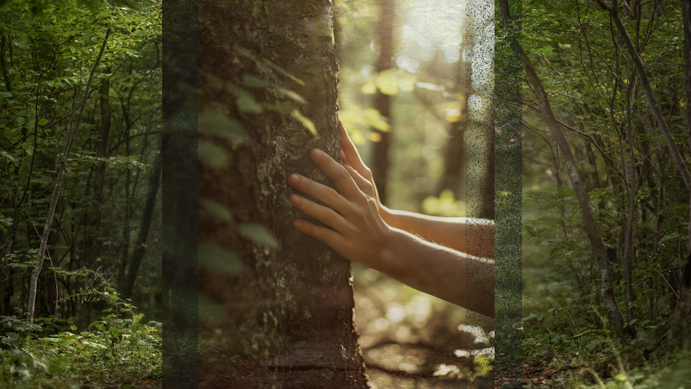 スピリチュアル・エコロジーと、ラウダート・シ・ムーヴメント