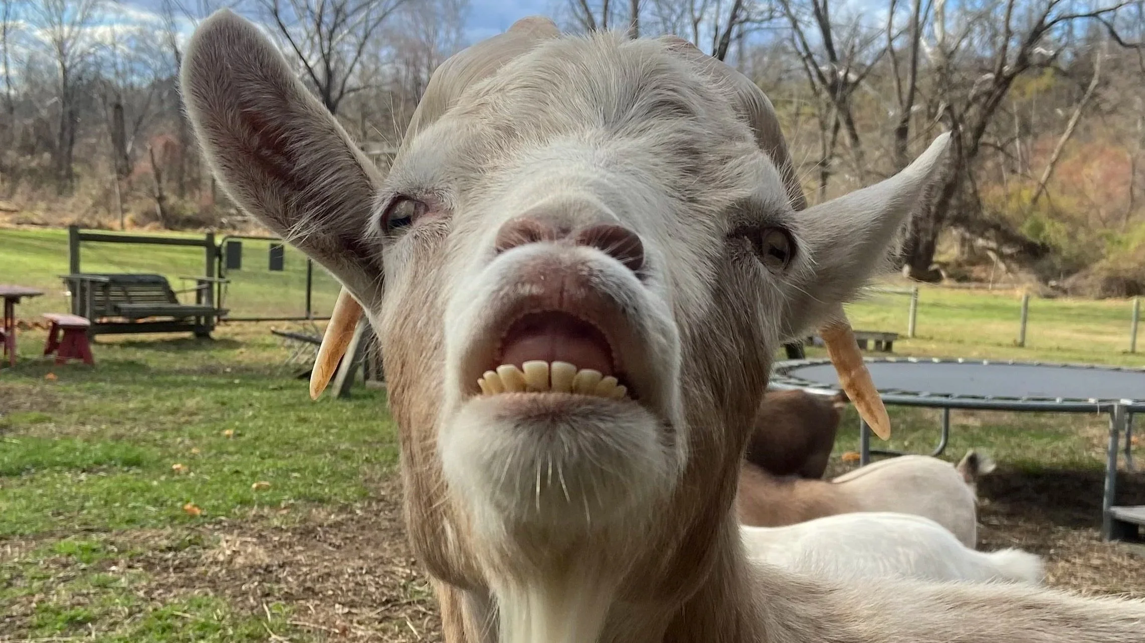 Volunteer for the Goats with NJ Veg
