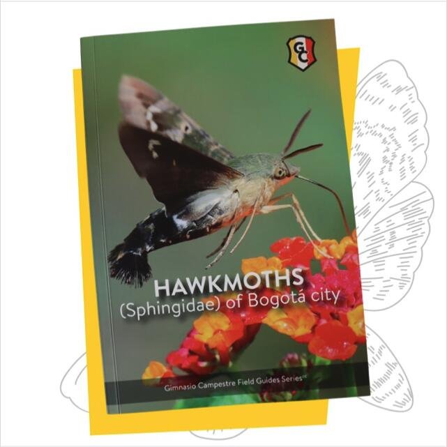 Hawkmoths (Sphingidae) of Bogotá City — Guía de campo

Hacer ciencia accesible sin traicionar el rigor

Edición de contenido. Esta guía de campo presenta 28 especies de polillas esfinge registradas en Bogotá.  Un proyecto de investigación real lidera
