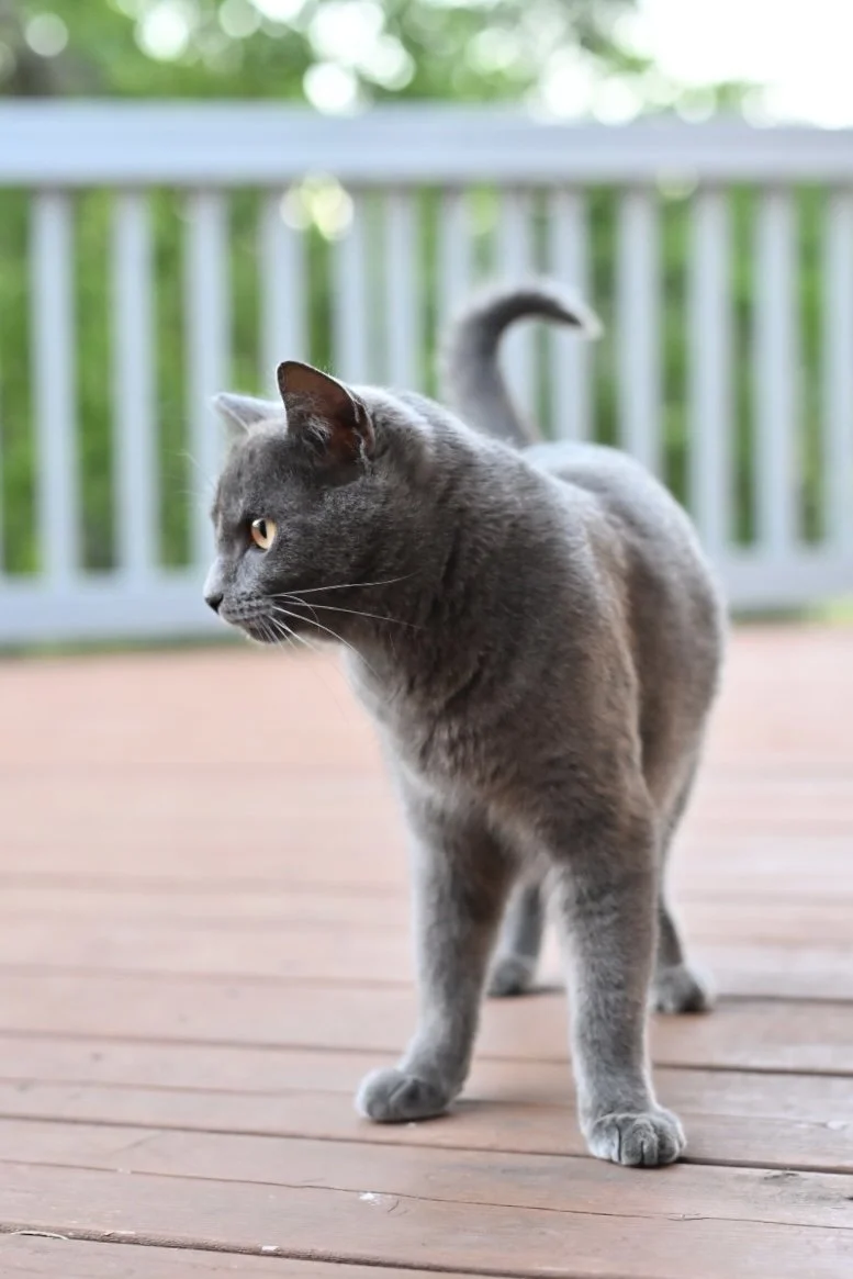 cat