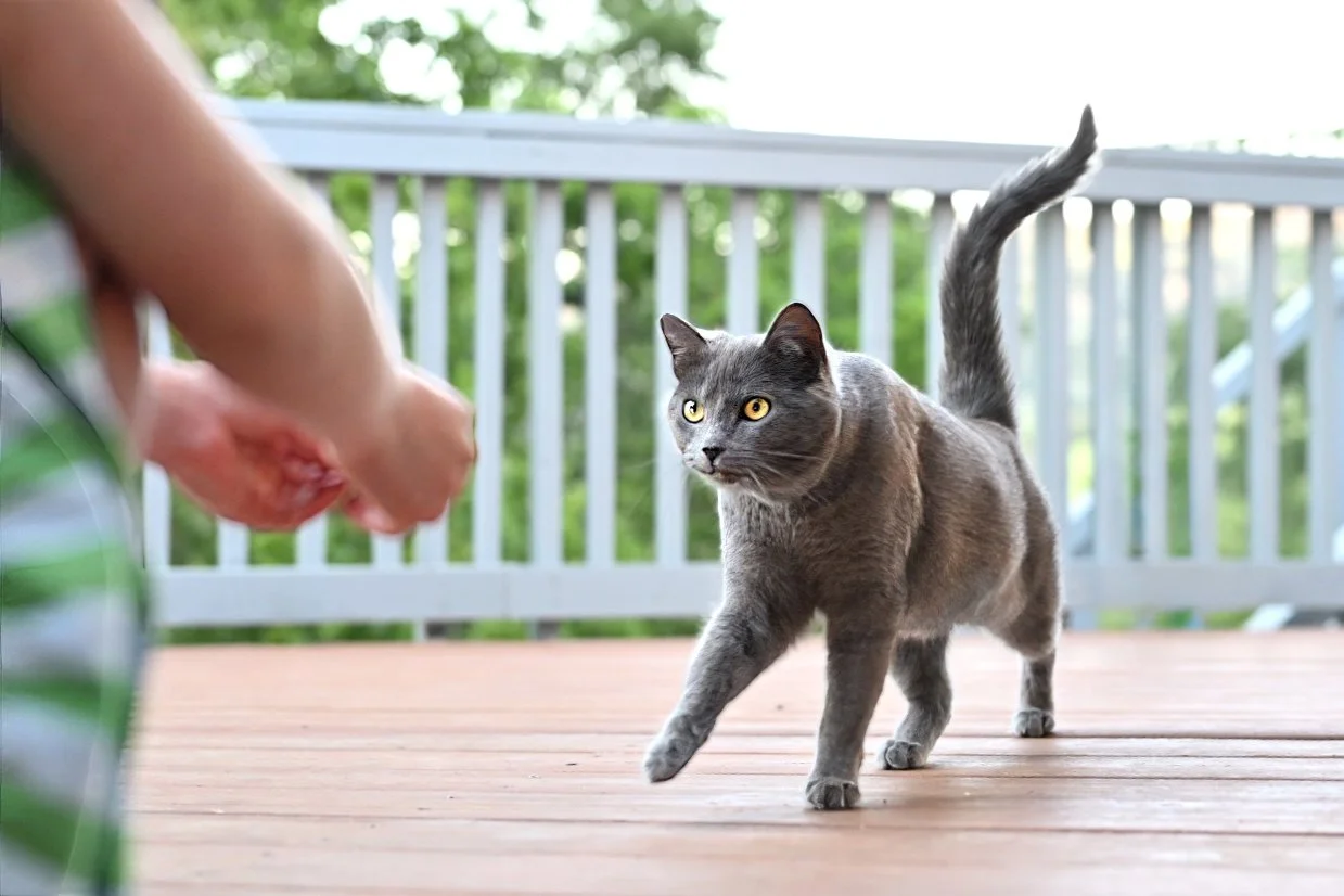 Kitty Mimi