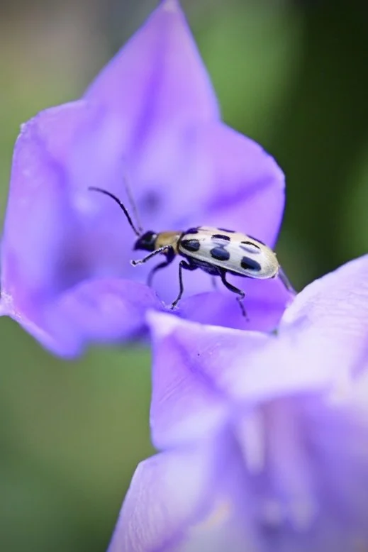 cucumber beetle