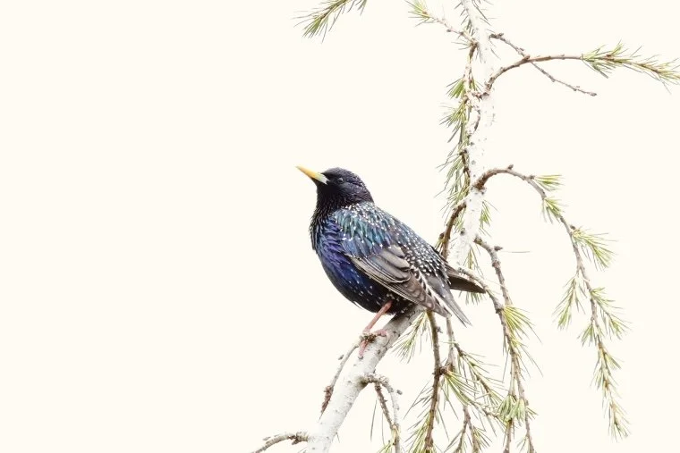 starling
