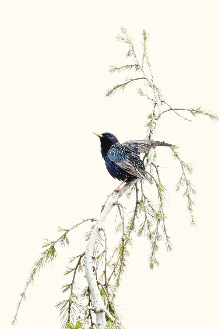 starling