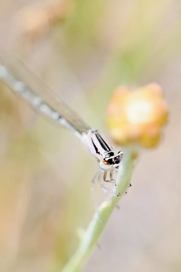 Small Wings, Big Wonders