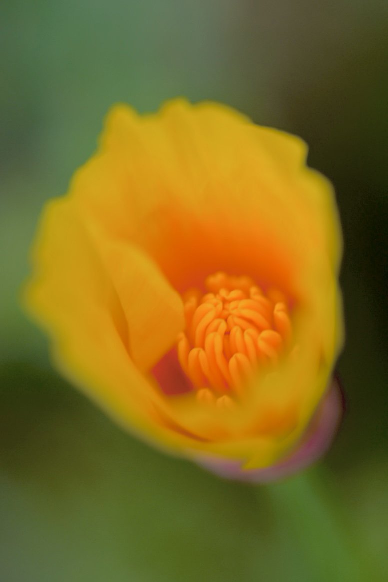 Golden Poppy