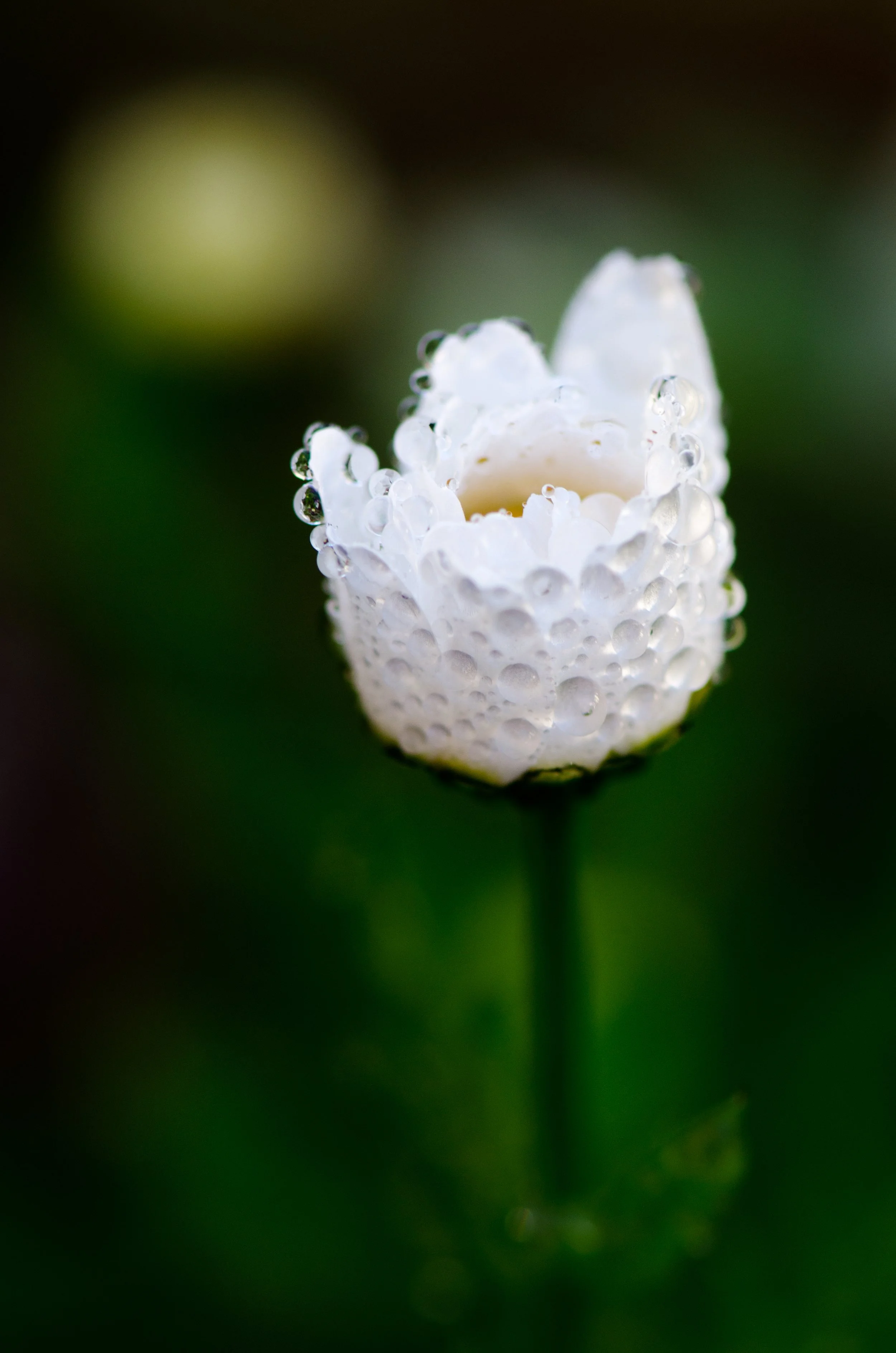 droplets