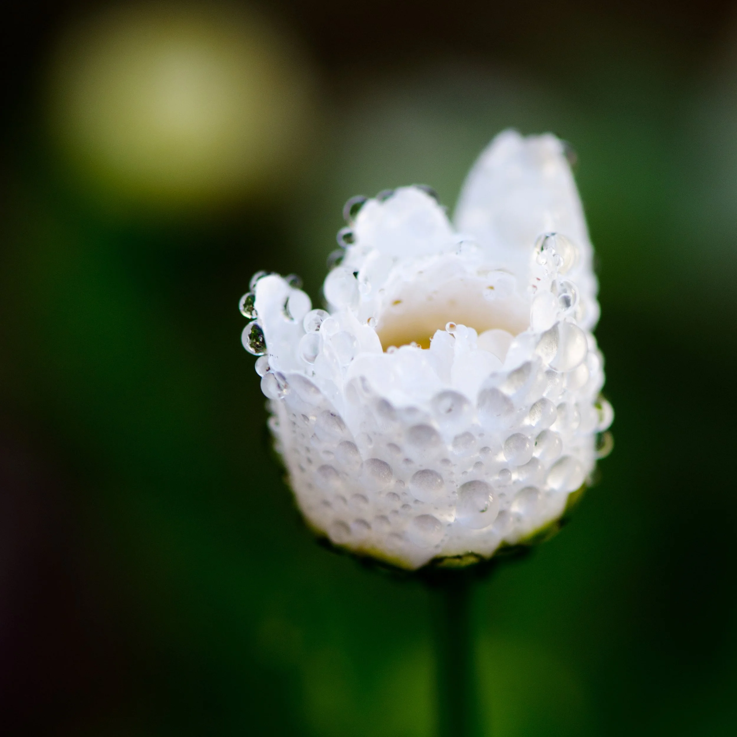 Little Drops of Magic