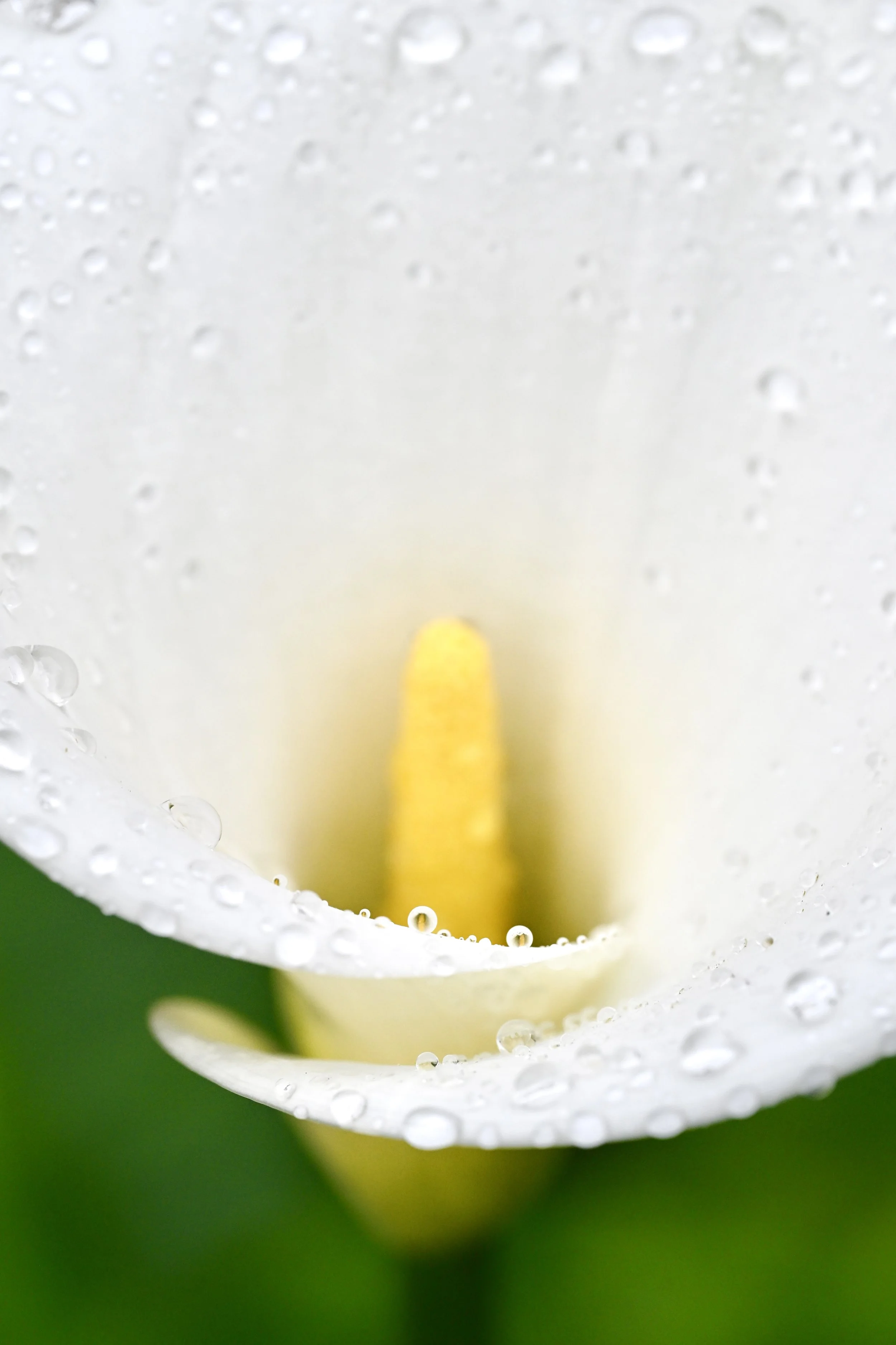 Calla Lilly