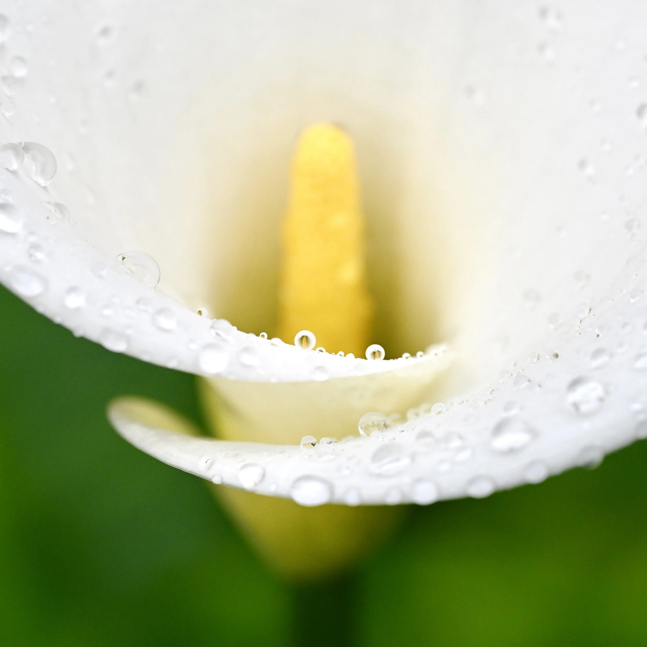 Rainy-Day Sparkle