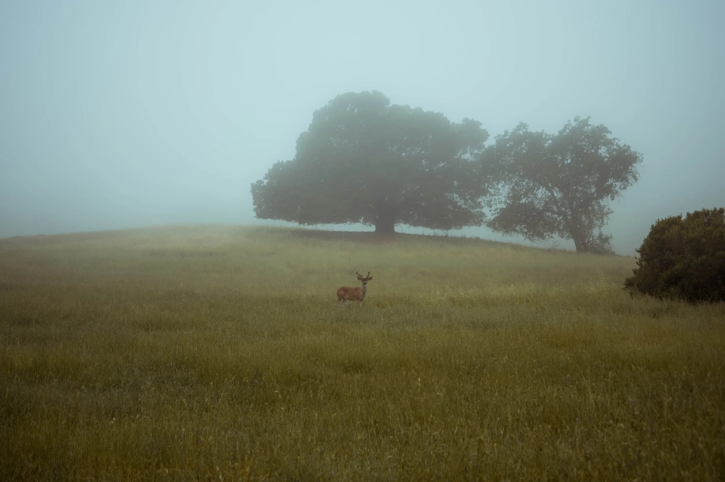 Deer in Field
