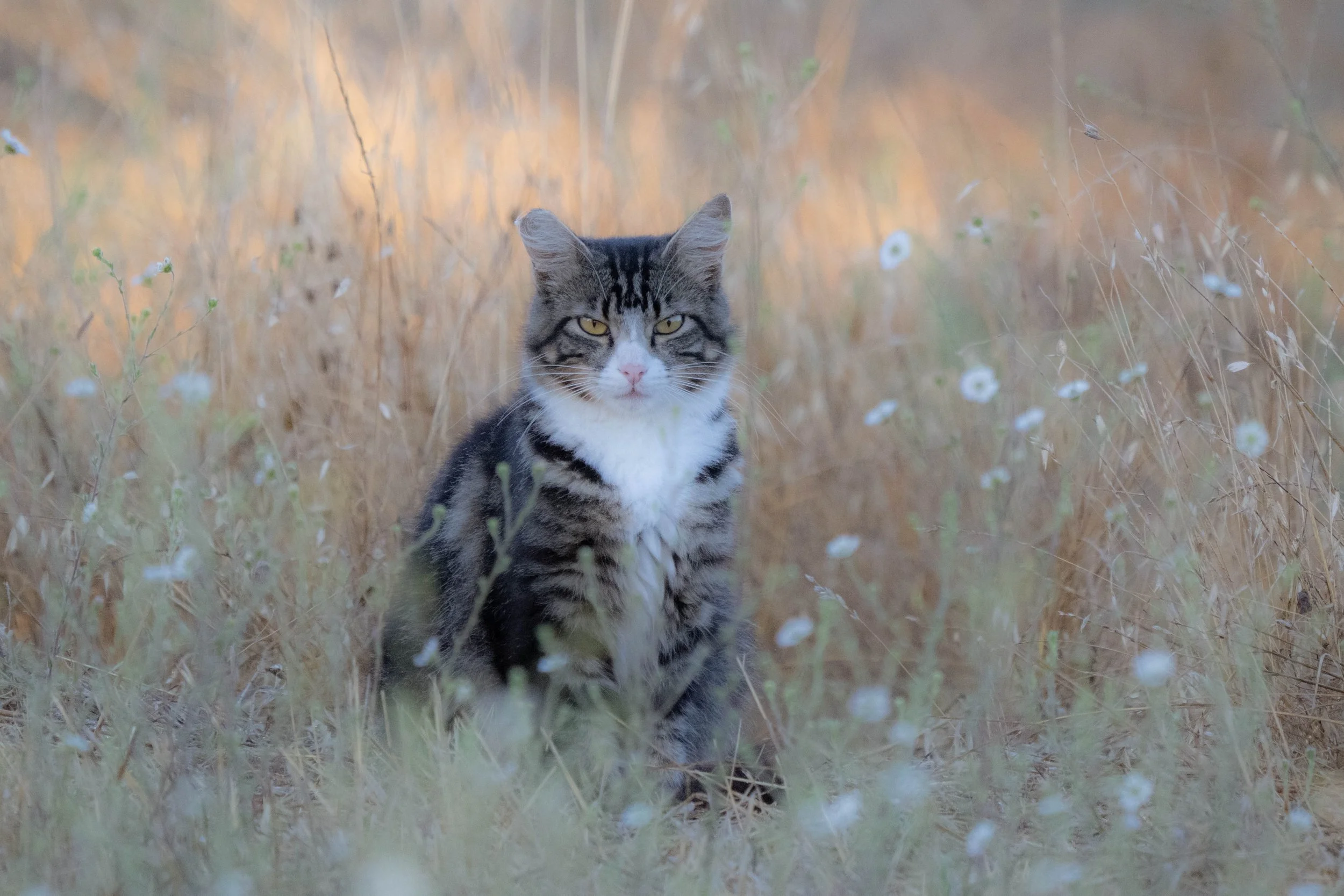 Little Field Explorer