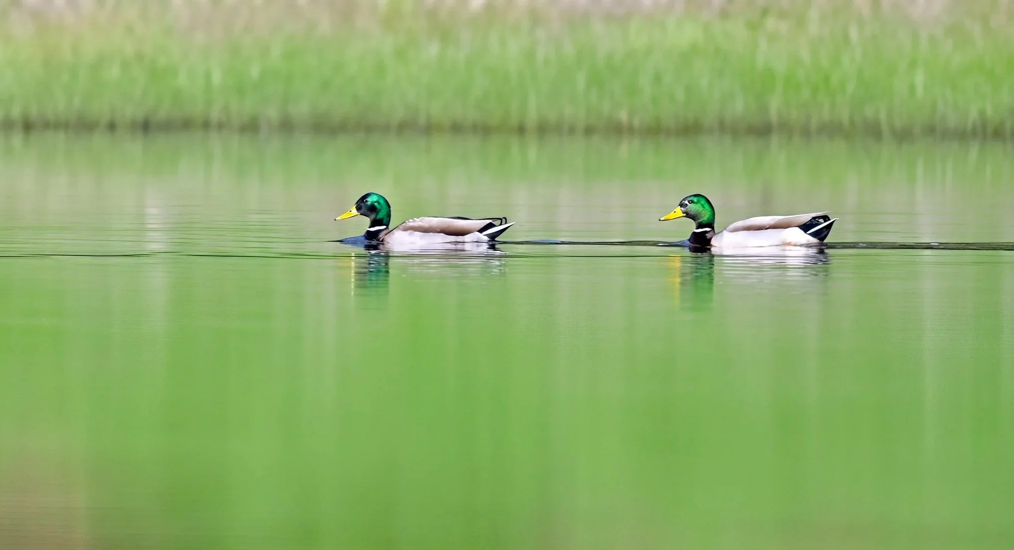A Peaceful Paddle