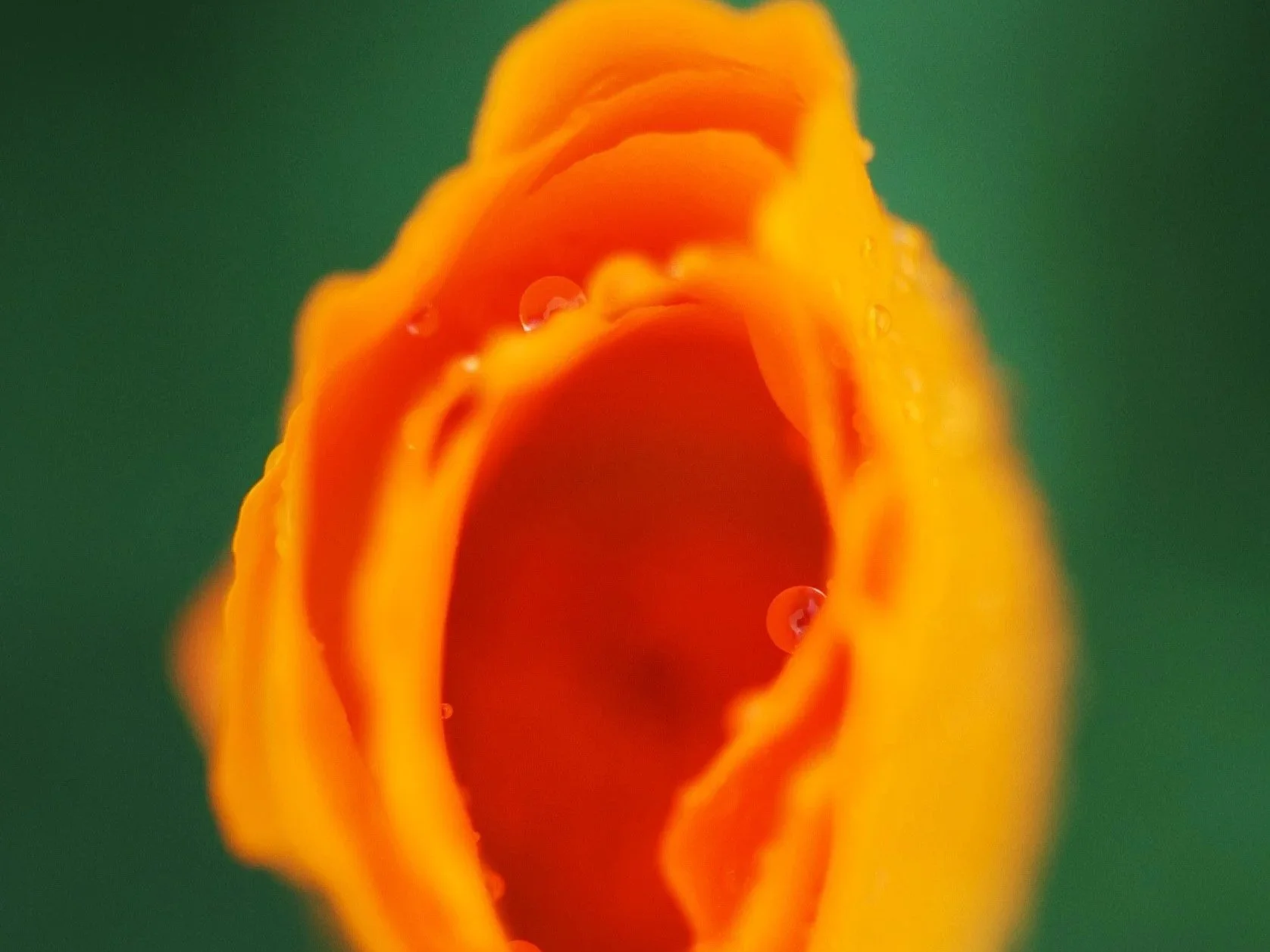 A Poppy Holds the Rain