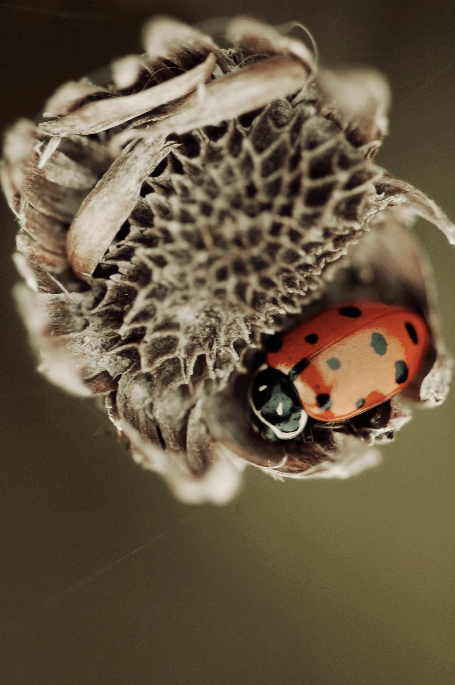 ladybug lounge
