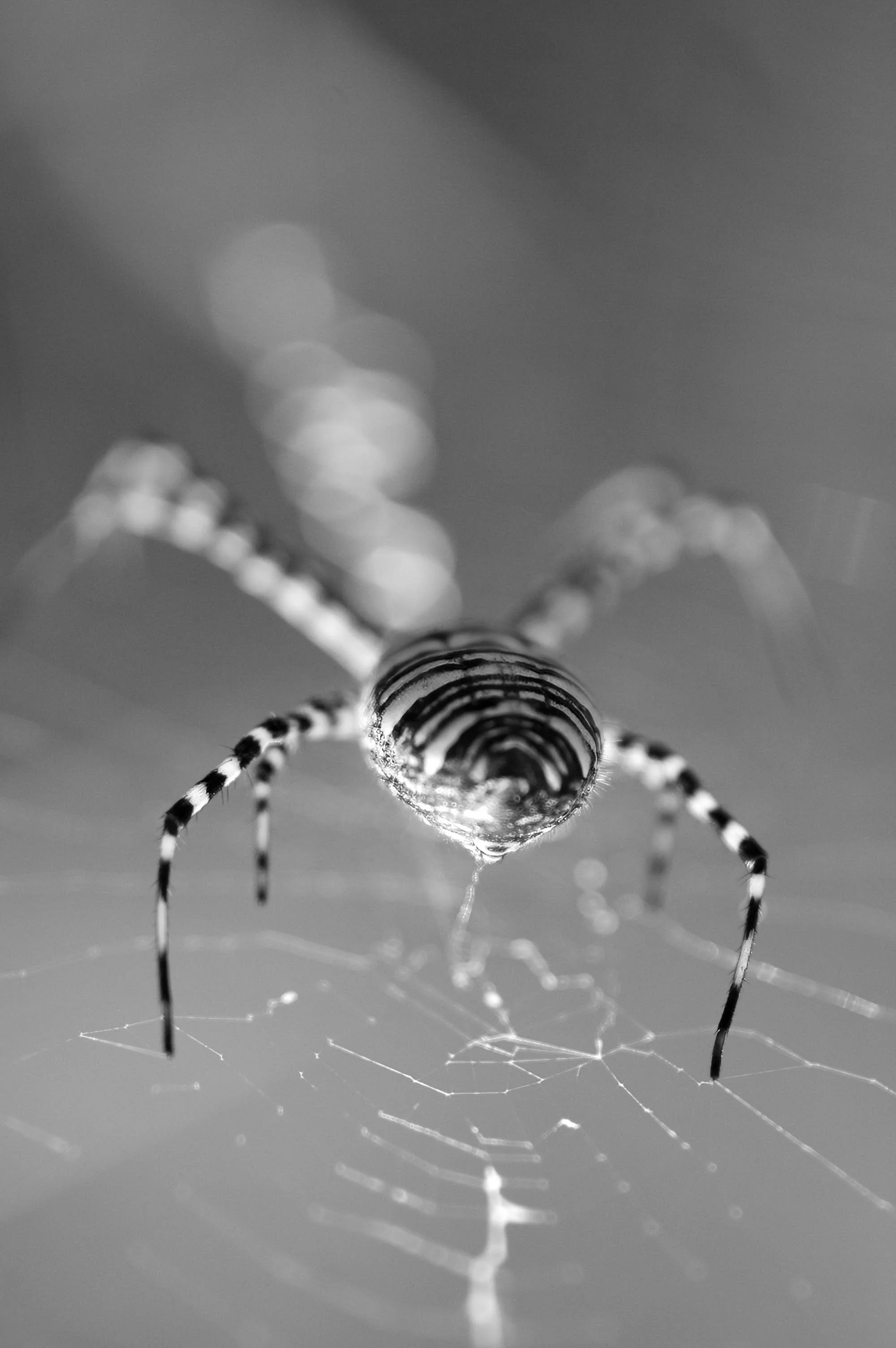 tiger spider