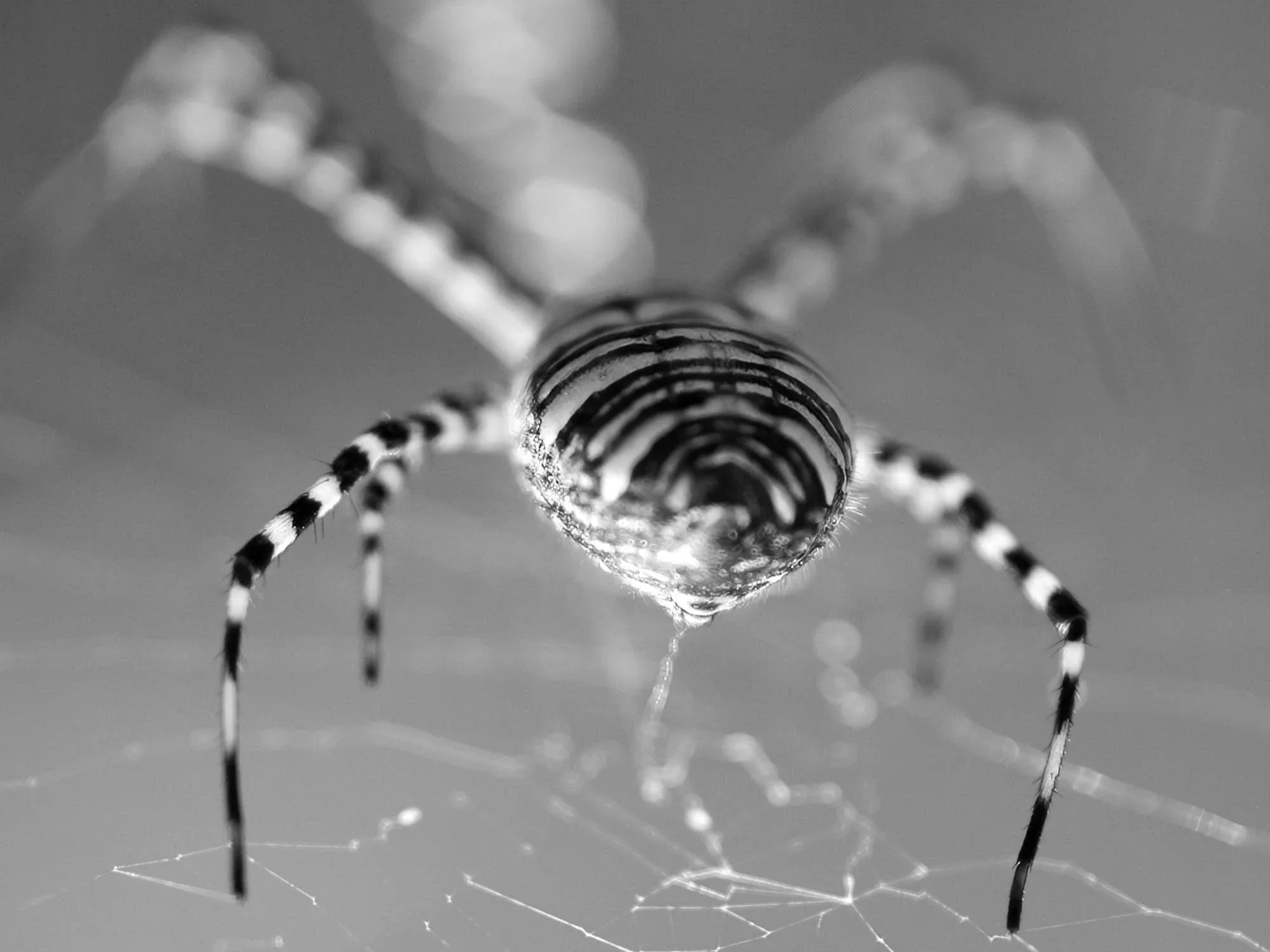 The Tiger Spider’s Morning Web