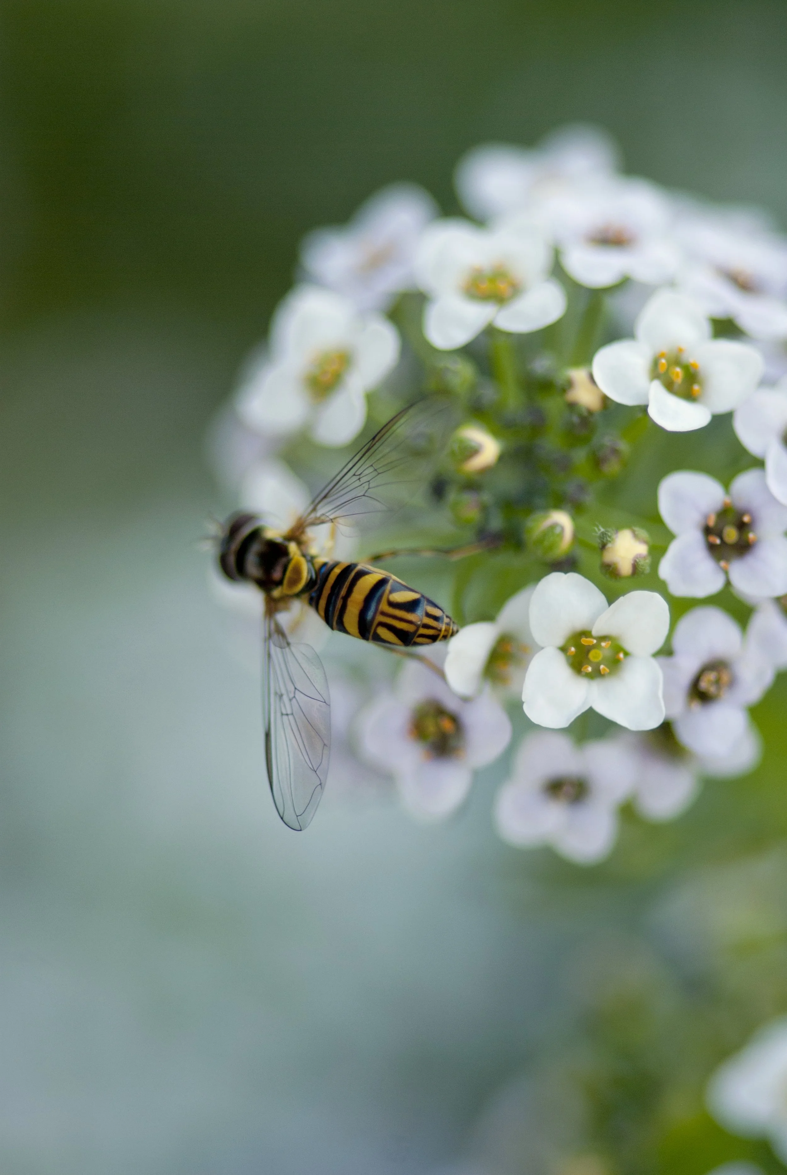 garden-hoverfly