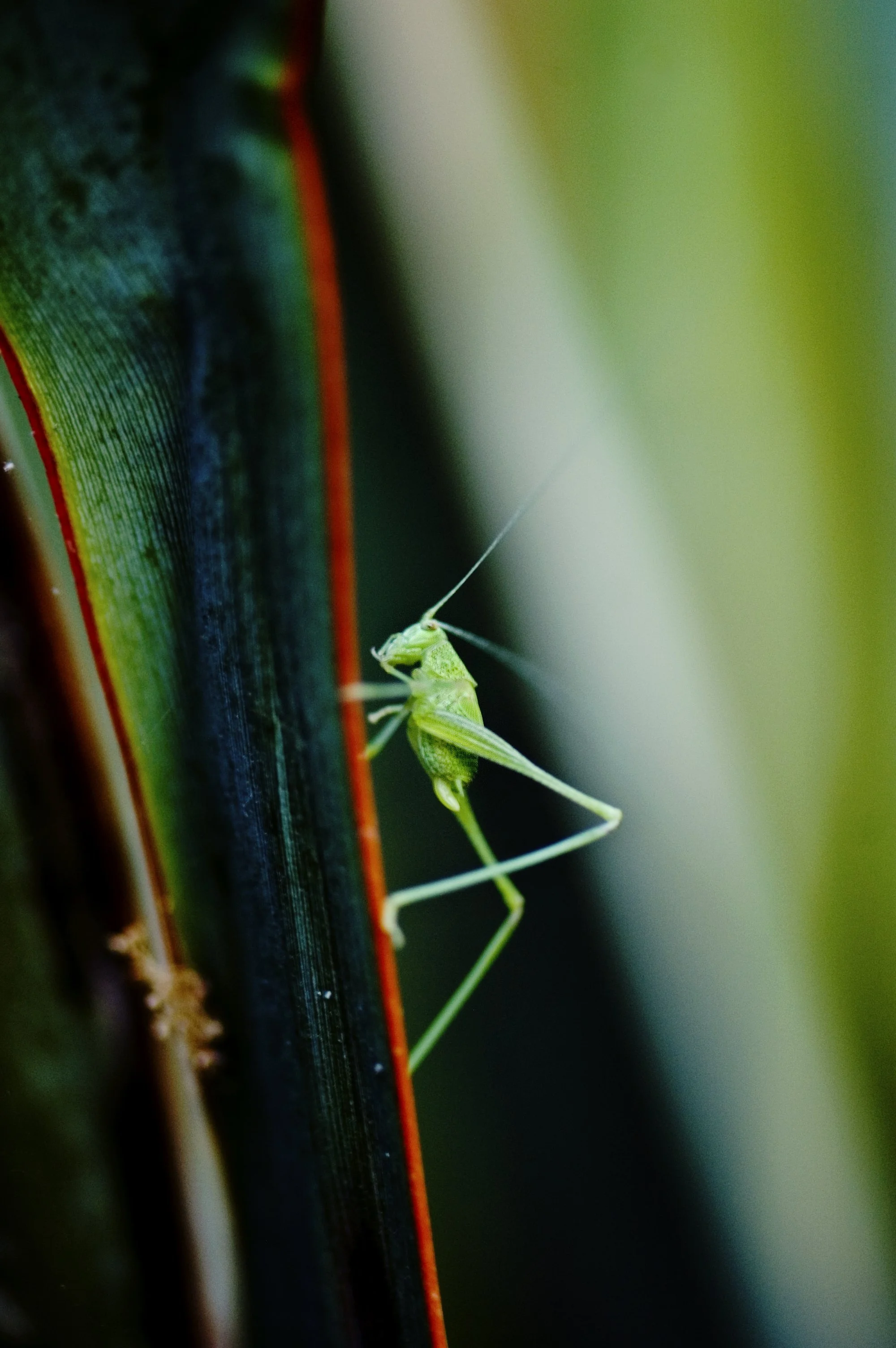katydid