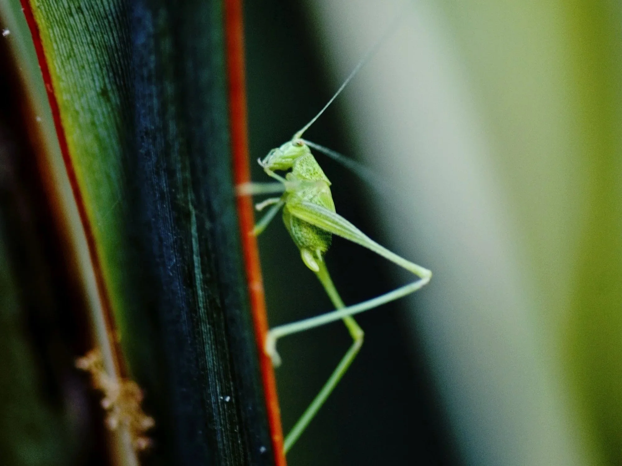 A Tiny Green Musician