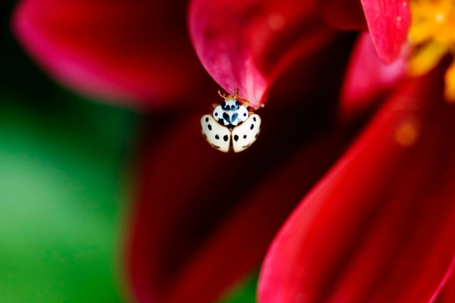 Spots of Surprise