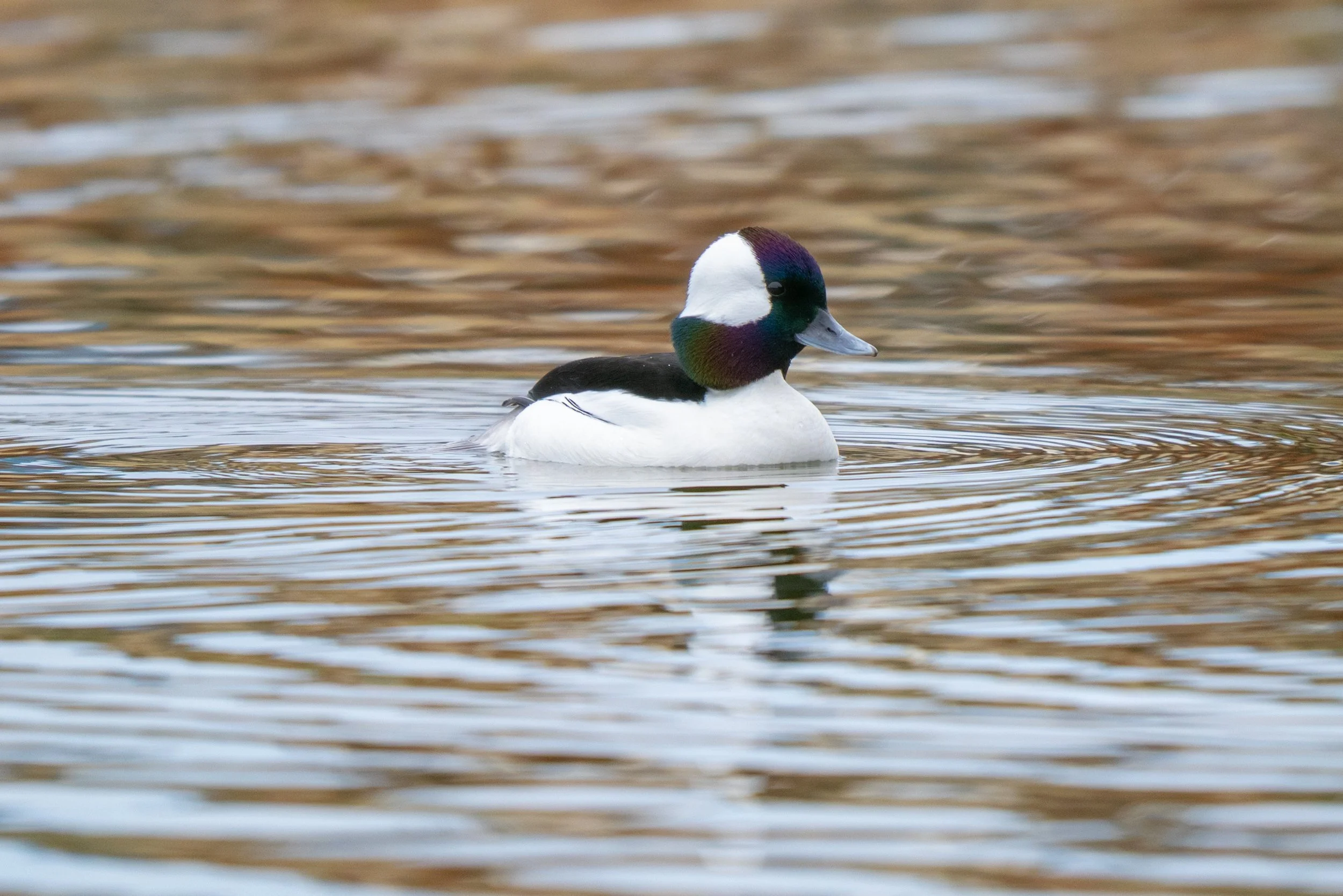 bufflehead
