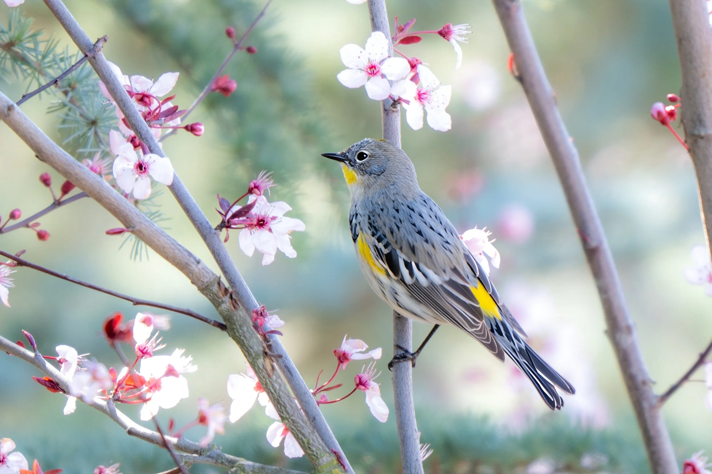 yellow-romped warbler