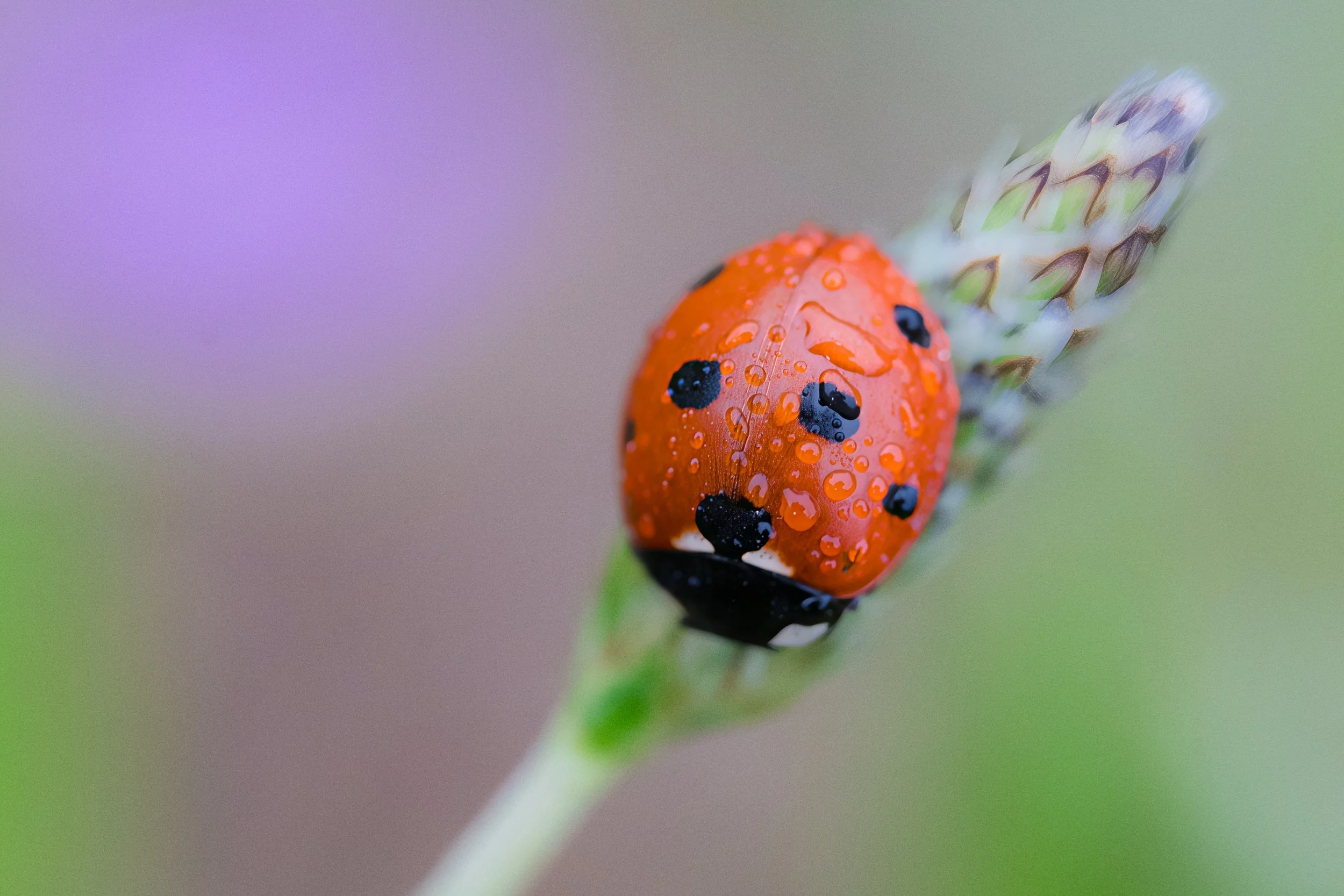 ladybug in the rain