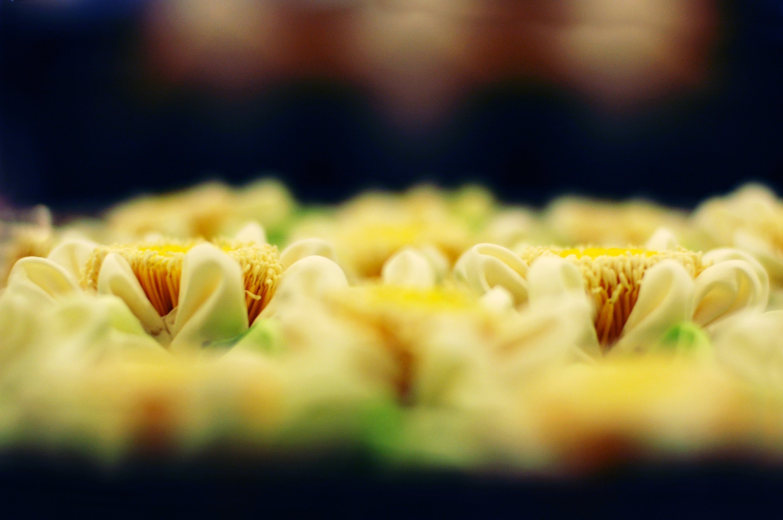 folded lotus