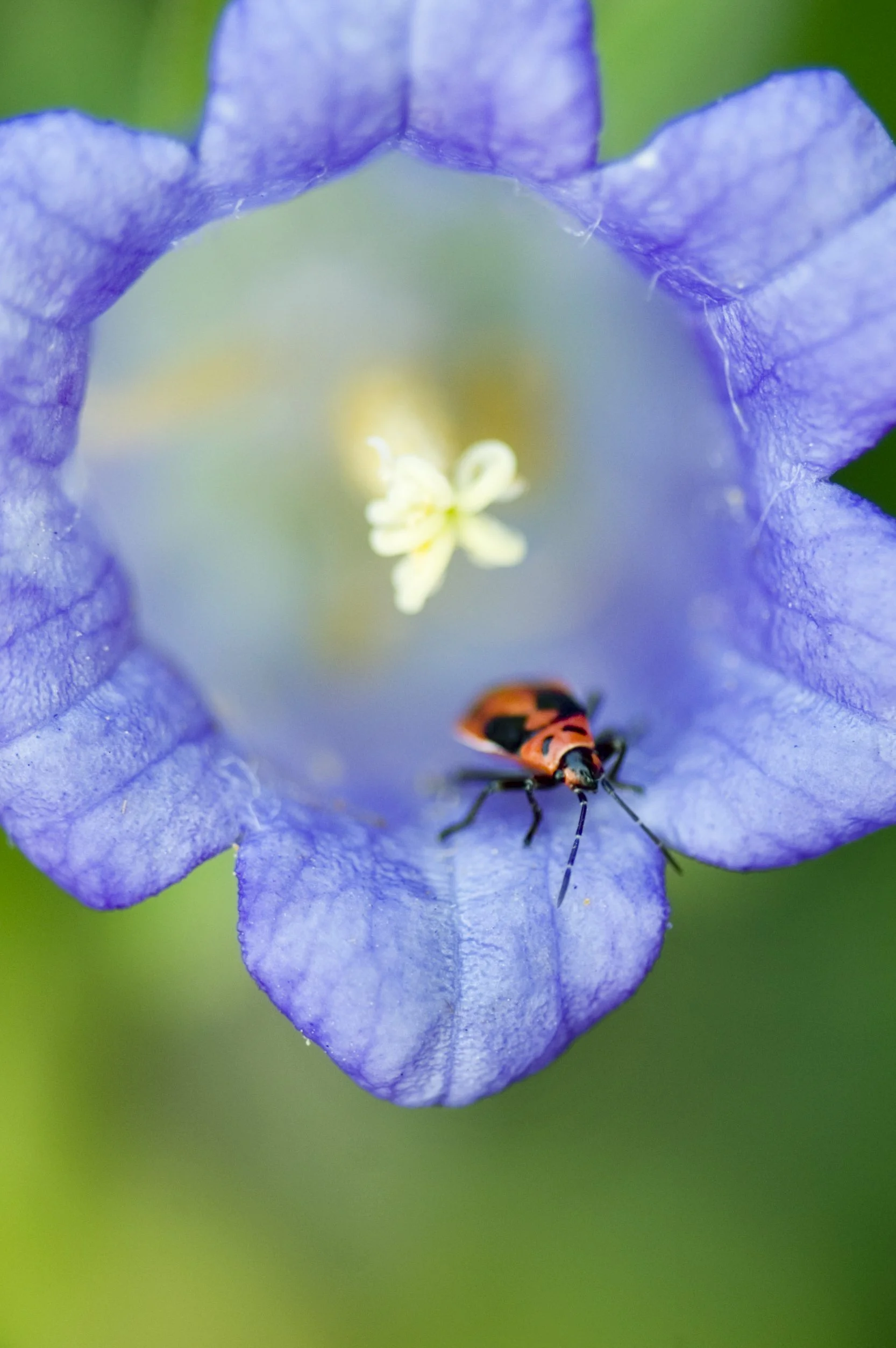 milkweed bug