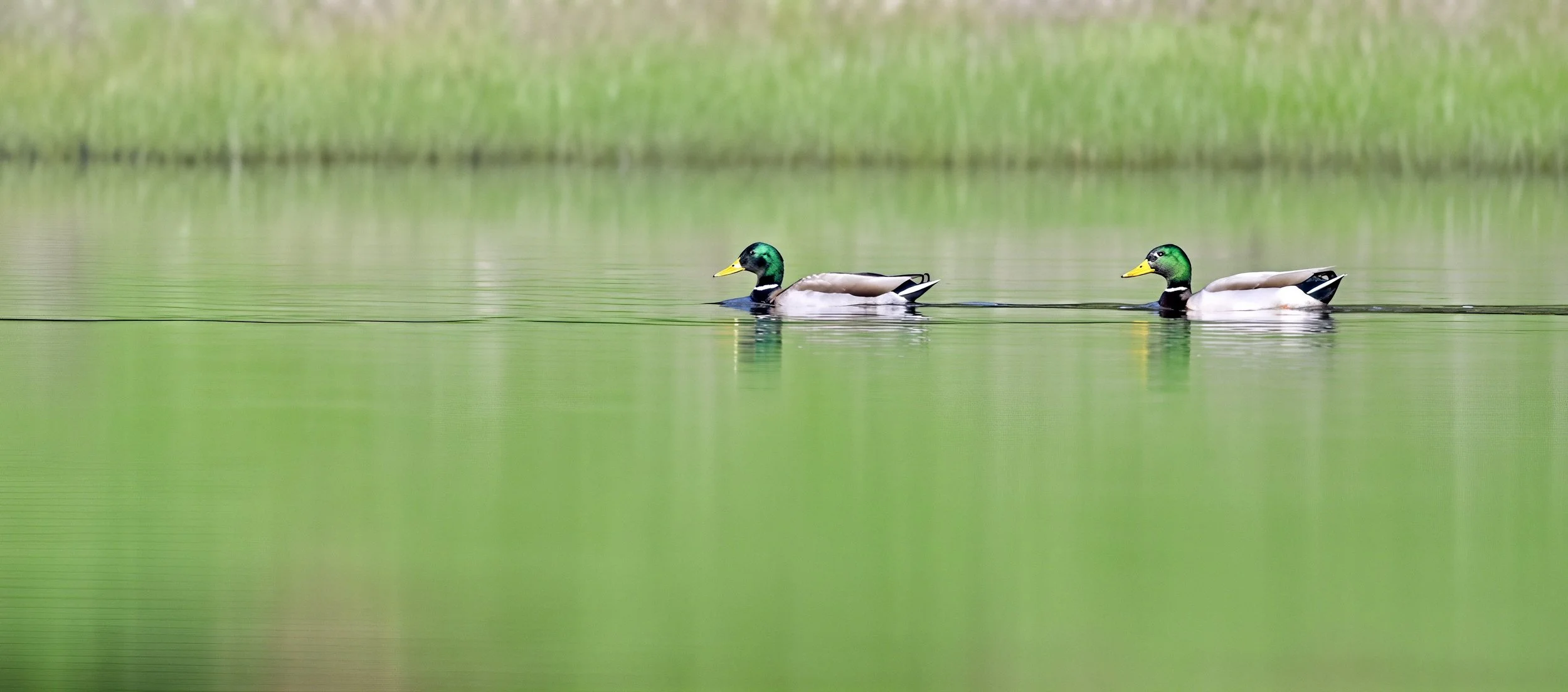 duck