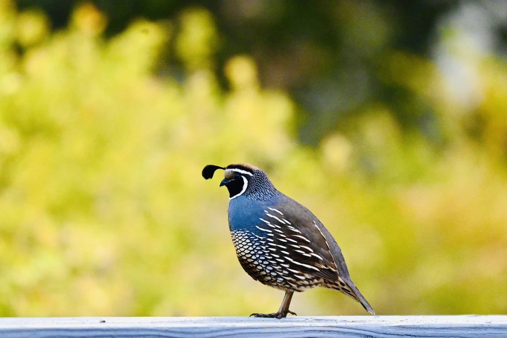 California Quail